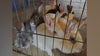 Granada Hills bunny colony of nearly 100 sprang from just 2 rabbits; fosters needed
