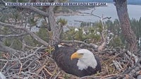 Will Shadow move on? Expert weighs in on Big Bear eagle territory drama