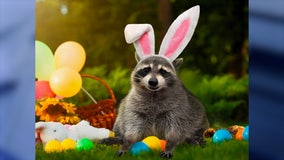 South Florida's Louie the Raccoon named 2024 Cadbury Bunny Tryouts winner