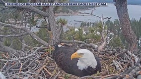 Big Bear eagles: Jackie and Shadow's trio of eggs unlikely to hatch