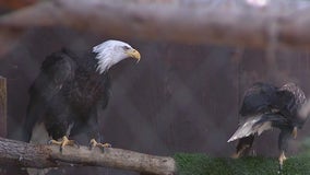 Wildlife Learning Center home to 2 bald eagles