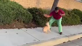 VIDEO: Man beats dog in Anaheim while yelling 'I don't give a f---'