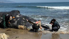 Whale washes ashore on Little Dume Beach in Malibu