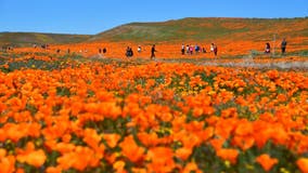 Here's where to see California's super bloom