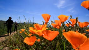 California Super Bloom returns this spring