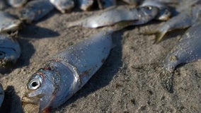Liquid nitrogen fertilizer spill kills nearly 750,000 fish in Iowa river, officials say