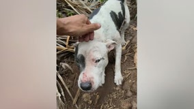 Watch: Hiker rescues dog lost 1,000 feet up on trail