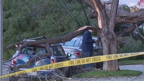 Toppled tree drags power lines onto cars in Lake Balboa