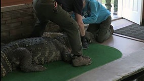 11-foot, 750-pound alligator seized from New York home