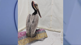 San Pedro pelican recovers from animal cruelty attack, released back into the wild