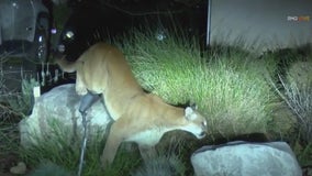 Mountain lion spotted in Sierra Madre