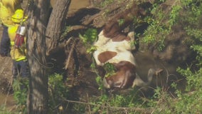 Horse safely rescued after being stuck in mud at Hansen Dam