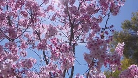 Man arrested after illegally cutting Cherry Blossom tree branches from LA park