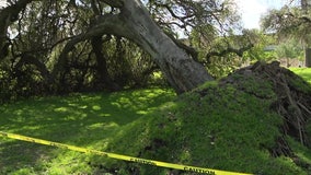 Massive tree falls in the middle of podcast filming in North Hollywood Park
