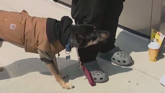 Homeless dogowner, Hollywood agent form special bond