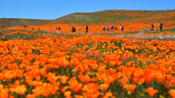 Here's where to see California's super bloom