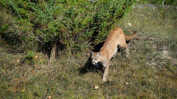 Mountain lion kills man, mauls brother in Northern California attack
