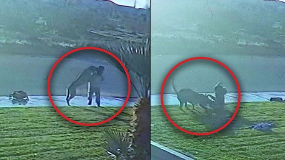 Dog attacks two children on walk to school in Victorville