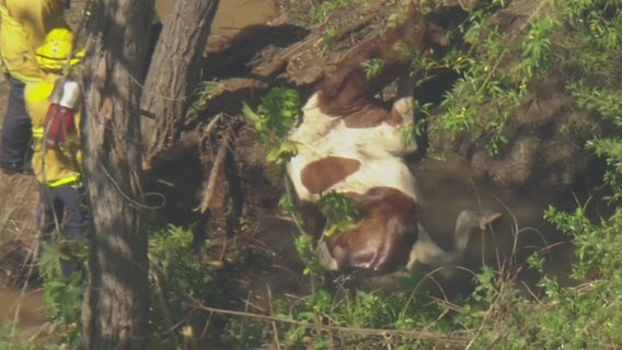 Horse safely rescued after being stuck in mud at Hansen Dam