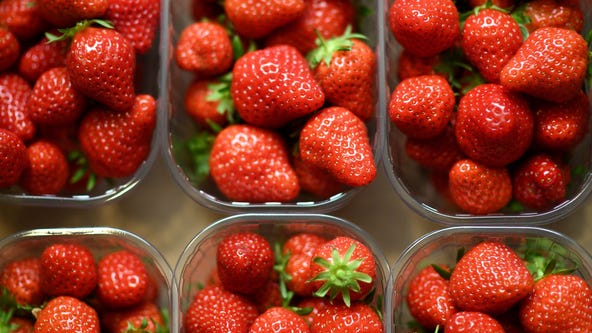 Kentucky 8-year-old dies after eating strawberries from school fundraiser