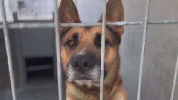 Activists claim LA animal shelters euthanize healthy dogs due to overcrowded shelters