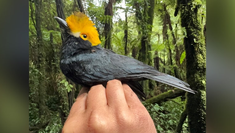 yellow-crested-helmetshrike-1.jpeg.jpg