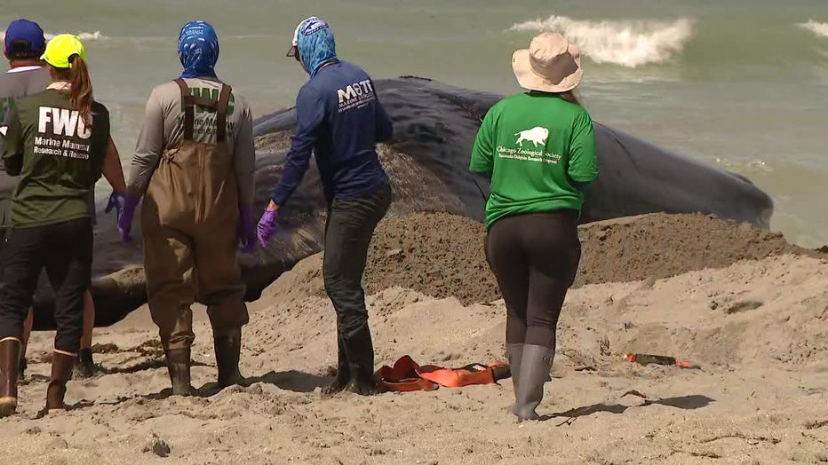 Crews work to prepare the beached whale for a necropsy on Monday afternoon.