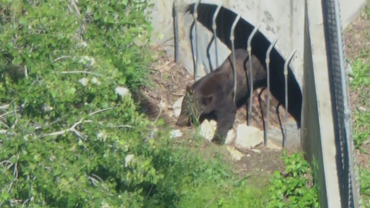 Bear spotted roaming through Castaic neighborhood - Vimarsana News
