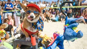 Southern California's 'Corgi Beach Day' returns