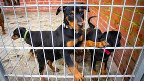 LA approves temporary moratorium on dog breeding permits