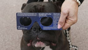 Pets and the solar eclipse: What to know