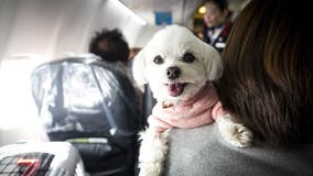 BARK Air launches luxury airline for dogs