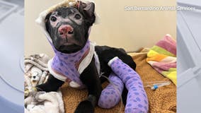 California puppy severely burned; Search underway for animal cruelty suspects
