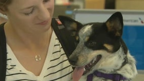 American Airlines relaxes policy, allowing guests to bring pet and bag onboard