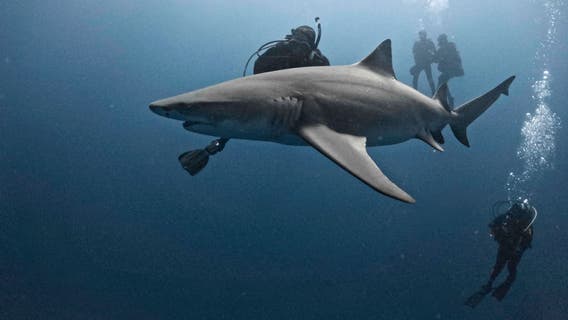 California safeguard protecting beachgoers from sharks on life support, expert warns