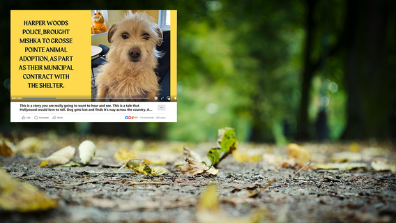 California dog missing since the summer found in Michigan