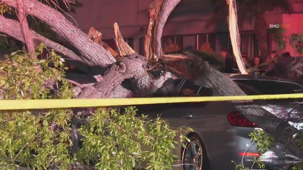 Toppled tree damages car, temporarily knocks out power in Encino