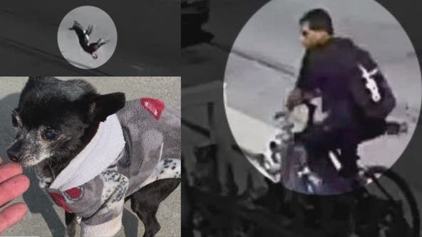 Man murders 17-year-old chihuahua in Inglewood