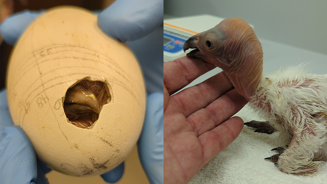 LA Zoo welcomes 5 California condor babies, making for an 'epic egg-laying season' for the endangered bird