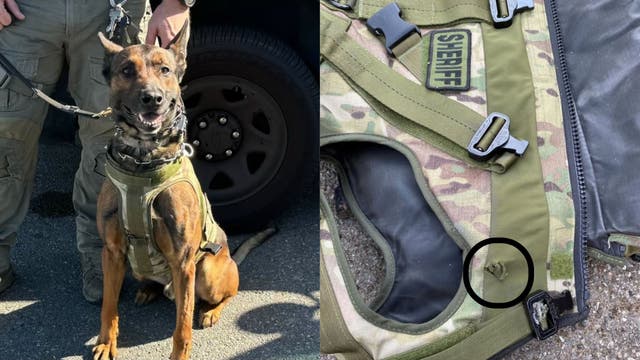 K9 officer shot in Compton; 1 arrested