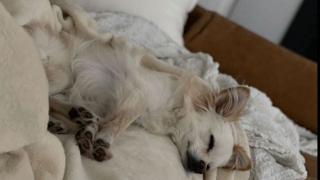 New California legislation would prohibit landlords from charging pet rent