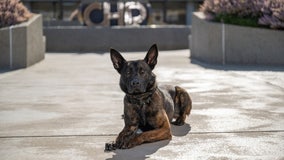 These 8 dogs are joining California Highway Patrol