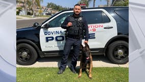 Covina police officer in ICU, K9 recovering after police chase ends in crash