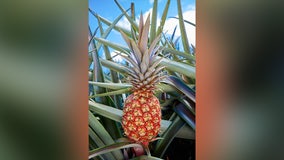 $400 pineapple for sale in Los Angeles
