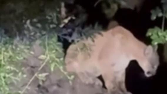 Untagged mountain lion seen in Griffith Park