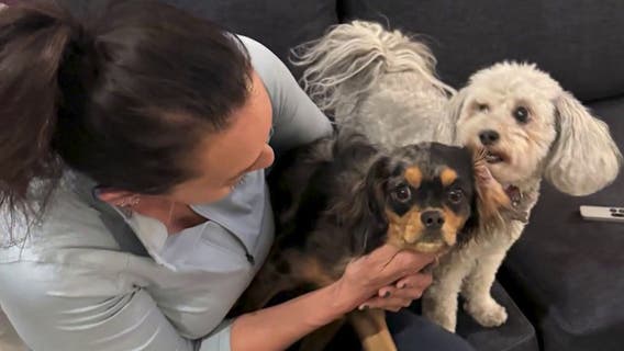 Rover app user describes pet sitting nightmare