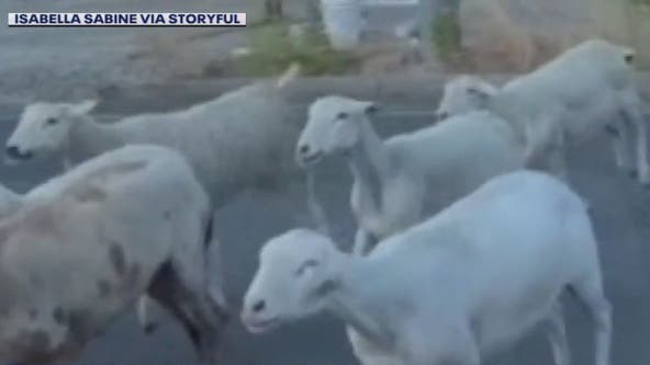 VIDEO: Goats, sheep used to graze Santa Clarita hillside escape