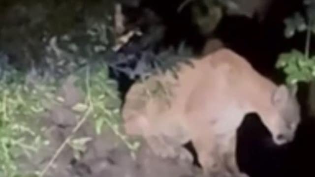 Untagged mountain lion seen in Griffith Park