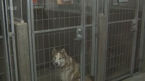 LA animal shelters change policies after dog attacks employee