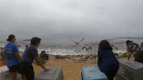 VIDEO: Rehabilitated Brown Pelicans released into the wild